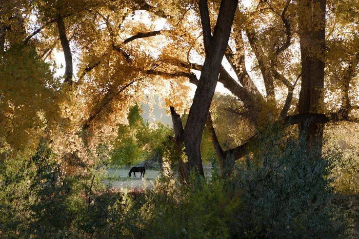 Abiquiu Horse