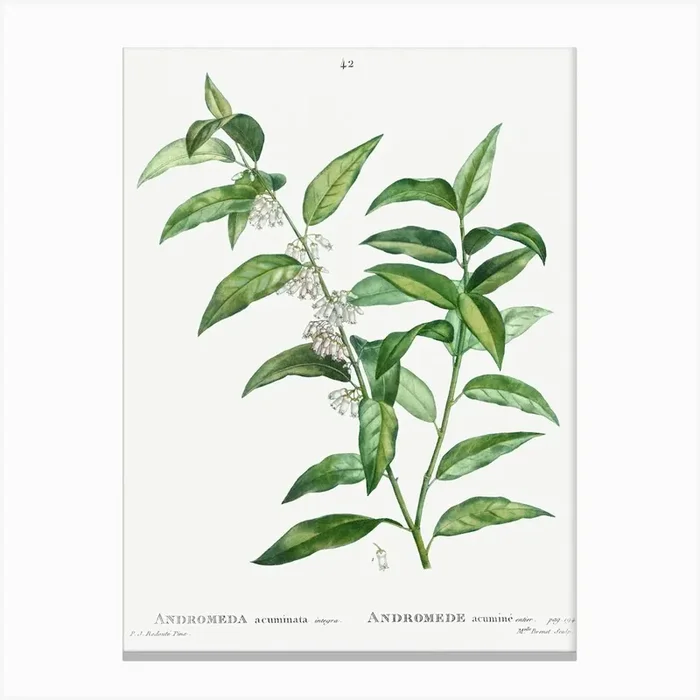 Andromeda Acuminata, Pierre Joseph Redoute Canvas Print by Fy! Classic Art Prints and Posters