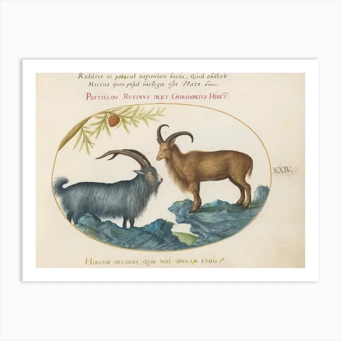 Animalia Qvadrvpedia Et Reptilia (1575 1580), Joris Hoefnagel (2) Art Print by Fy! Classic Art Prints and Posters