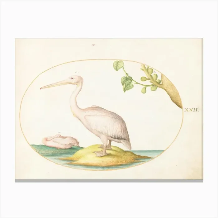 Animalia Volatilia et Amphibia (c. 1575-1580), Joris Hoefnagel Canvas Print by Fy! Classic Art Prints and Posters