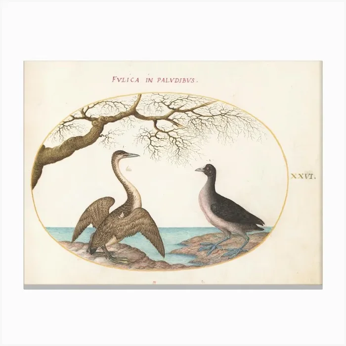 Animalia Volatilia Et Amphibia, Joris Hoefnagel (2) 1 Canvas Print by Fy! Classic Art Prints and Posters