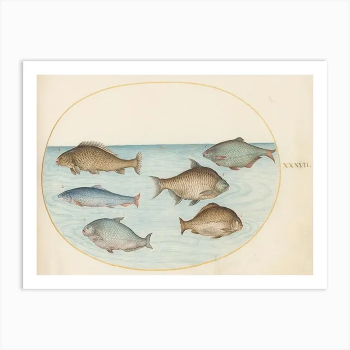 Aquatic And Shellfish Animals, Joris Hoefnagel (3) Art Print by Fy! Classic Art Prints and Posters