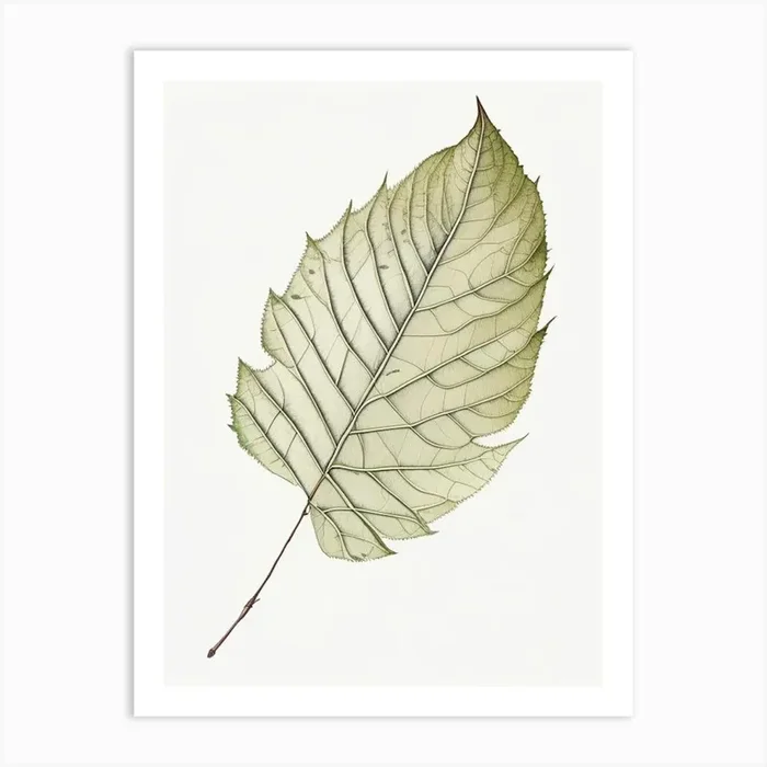 Ash Leaf Illustration Art PrintL& by Leaf & Stem Studio
