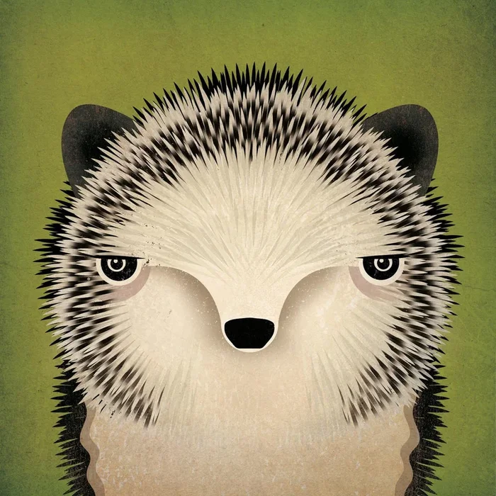 Baby Hedgehog