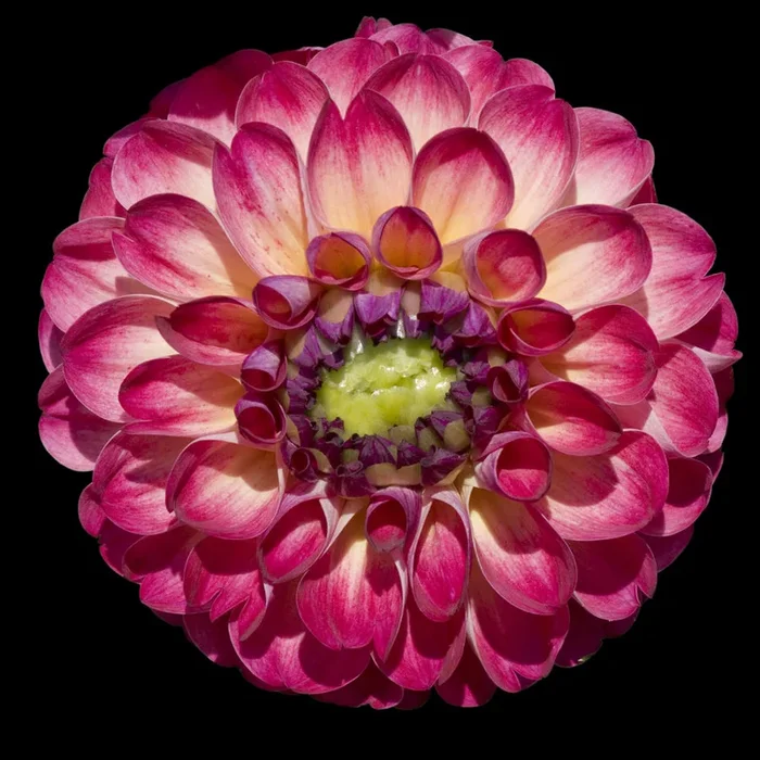 Beautiful Dahlia – Small