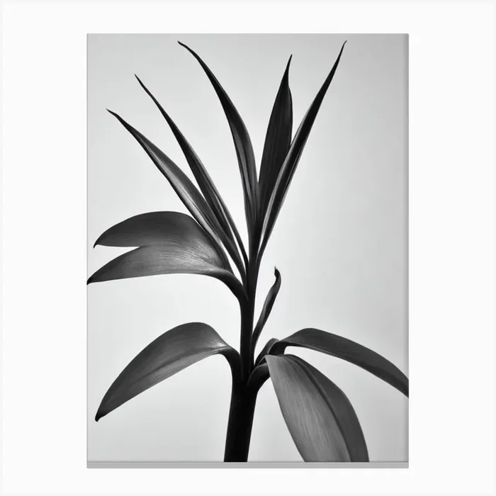Bird Of Paradise B&W Pencil 1 Flower Canvas Print by The Artsy Florist
