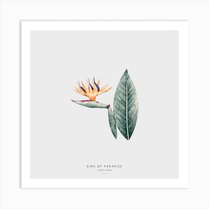 Bird Of Paradise Off White Square Art Print by Marcela Picinin