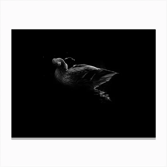 Black And White Duck With A Dropes Of Water Canvas PrintML by Michael Lomiya