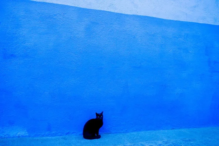 Black Cat, Blue Wall, Morocco – Extra Small on Paper