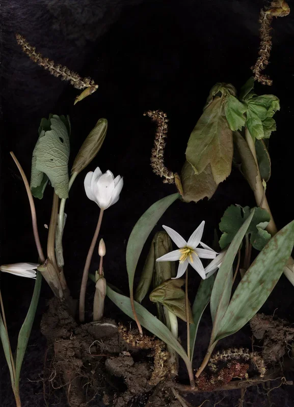 Bloodroot Diorama – Medium