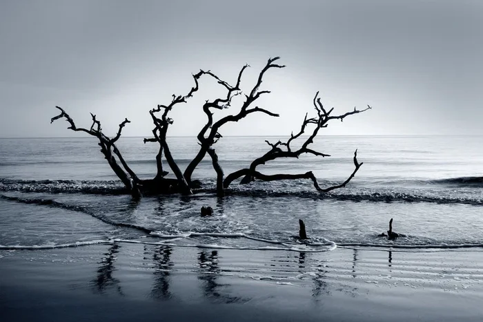 Boneyard Dawn – Medium