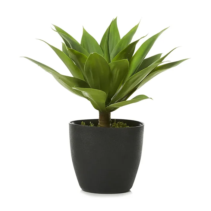 Botanical Aloe Plant