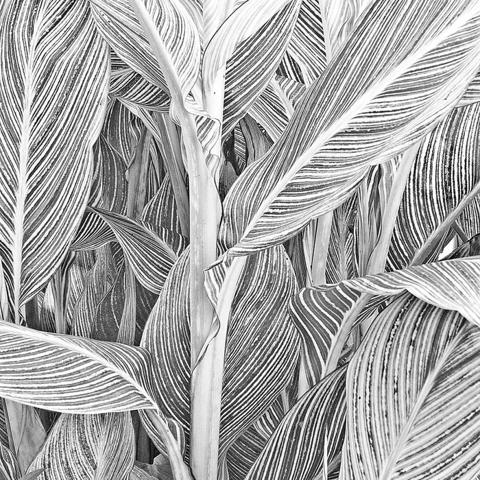 Canna Stalk and Leaves – Small