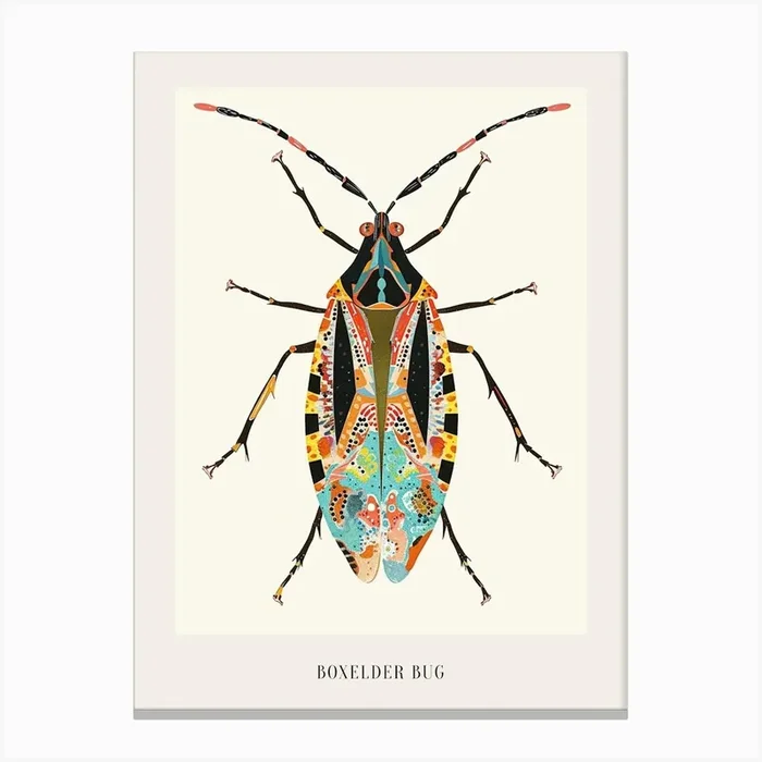 Colourful Insect Illustration Boxelder Bug 12 Poster Canvas Print by Ritual Art Prints