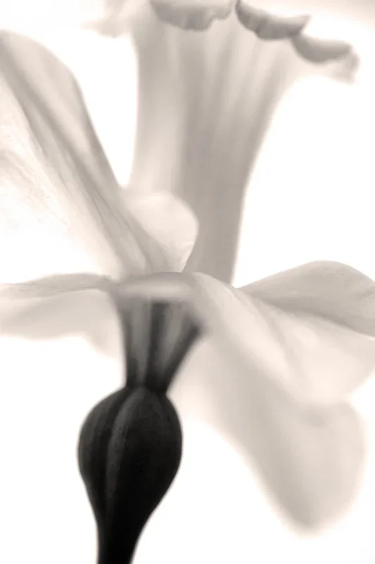 Daffodil In Flight – Small