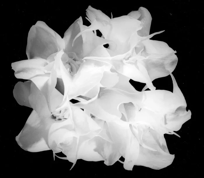 Double White in Black & White II – Large