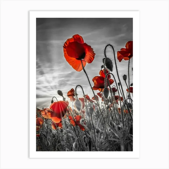 Fascinating Poppies In Colorkey Art Print by Melanie Viola