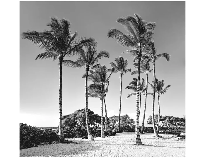 Hawaii Palms #1 – Small
