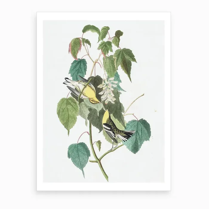 Hemlock Warbler Art Print by John James Audubon