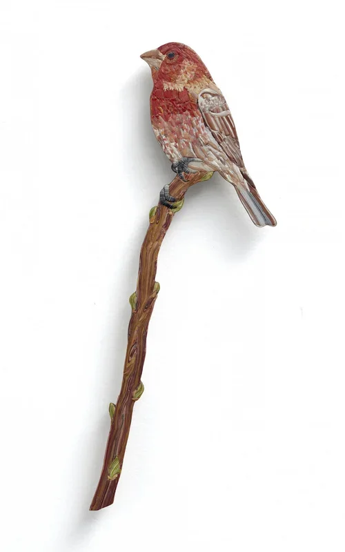 House Finch