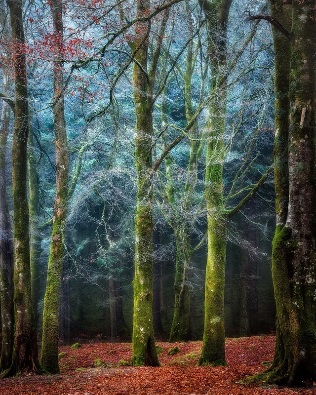 Into the Mystic – Grande