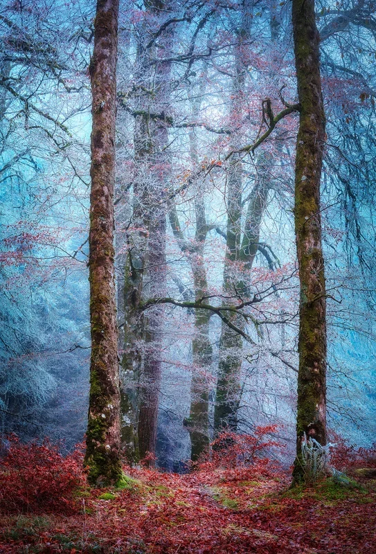 Into the Mystic Forest – Large