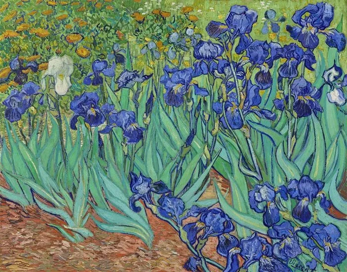 Irises