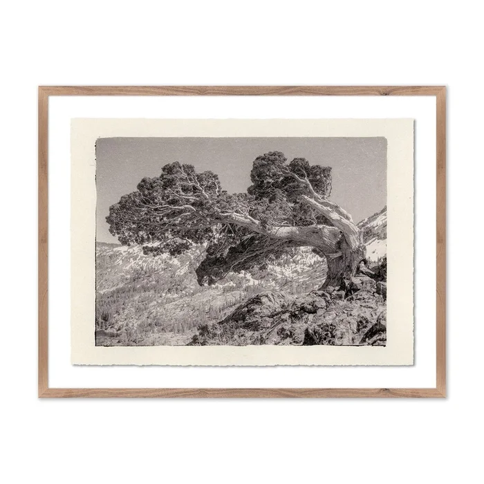Juniper Gampi by Platinum Revival