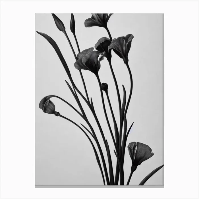 Lisianthus B&W Pencil 3 Flower Canvas Print by The Artsy Florist