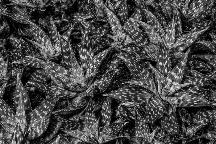 LotusLand 1 – Medium