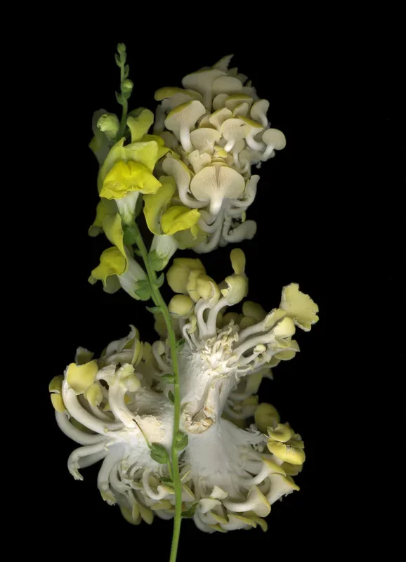 Market Mushrooms with Snapdragon – Medium