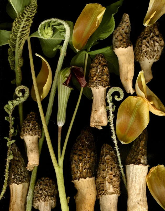 Morels with Tulip Petals – Large