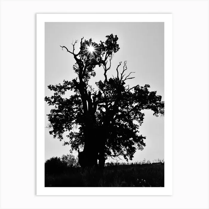 Oak Sun Art Print by Kinga Herczeg Photography