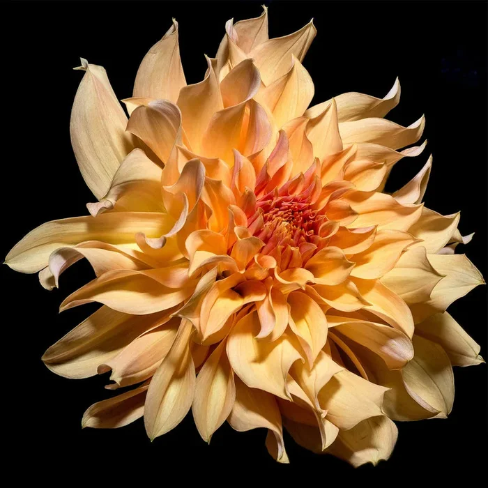 Peach Dahlia – Small