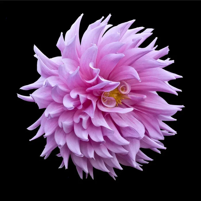 Pink Dahlia Ball – Large