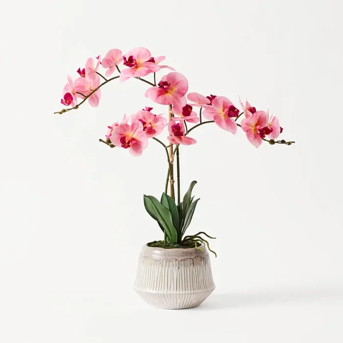 Pink Phalaenopsis 3 Stem in Ceramic Pot