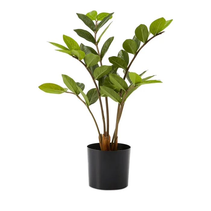 Potted Green Zanzibar