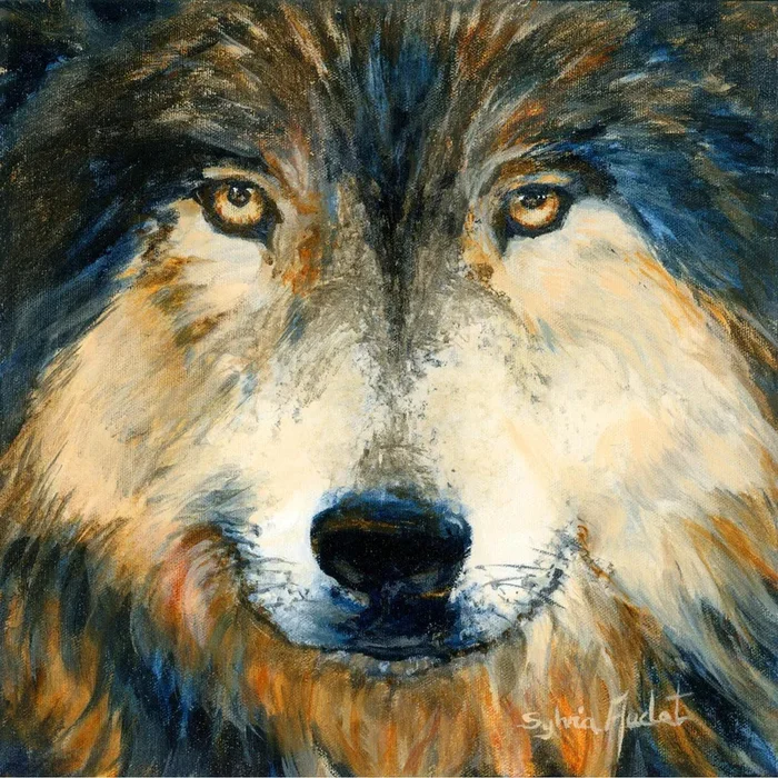 Regard inquiet du loup