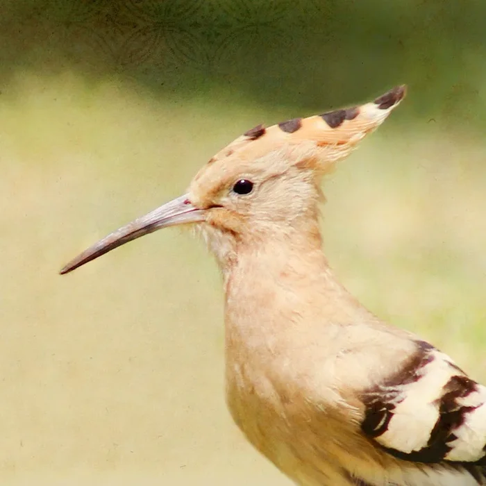 Song of a Hoopoe – Medium