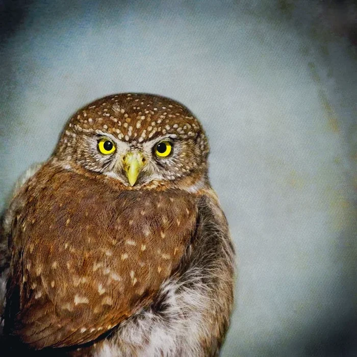 Song of a Northern Pygmy Owl II – Small