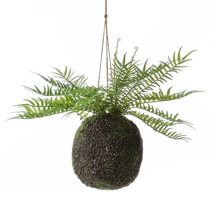 Sonora Hanging Fern