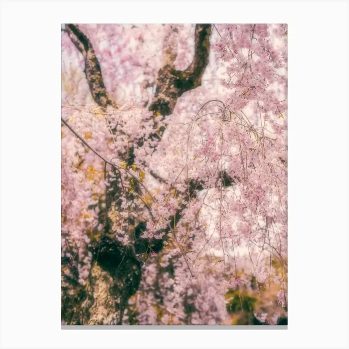 Spring cherry blossoms Canvas Print by Pascal Deckarm