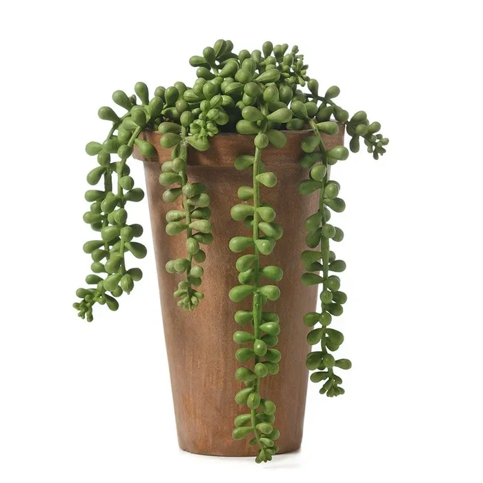 String Of Pearls In Pot