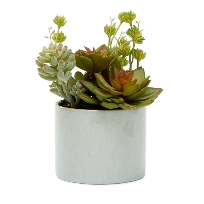 Sunrise Green Succulent Garden Sprout