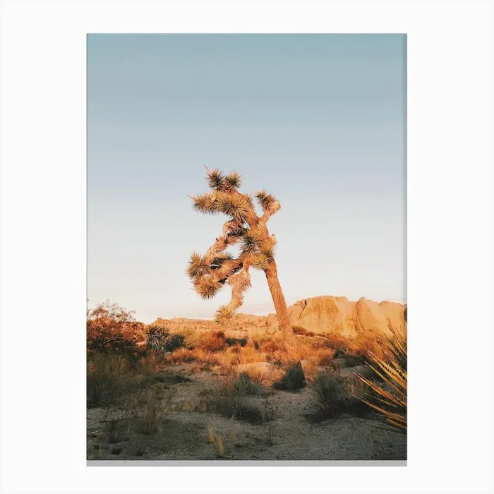 Sunrise On Joshua Tree Canvas PrintGS by Golden Saguaro