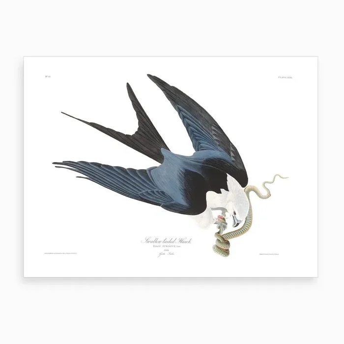 Swallow Tailed Hawk Art Print by John James Audubon