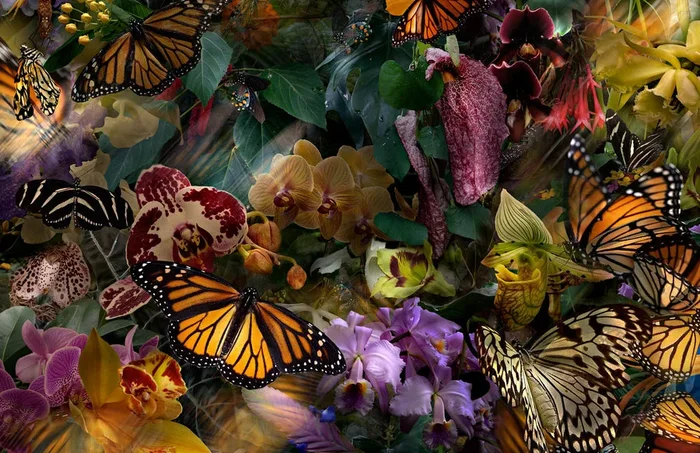 The Stillness of Monarchs – Large