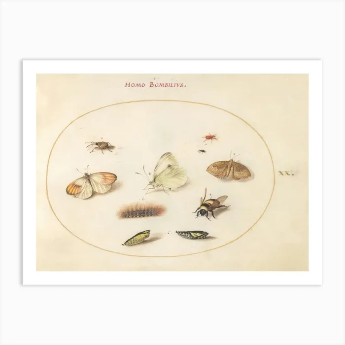 Three Butterflies, A Caterpillar, A Bee, Two Chrysalides, And Three Weevils, Joris Hoefnagel Art Print by Fy! Classic Art Prints and Posters