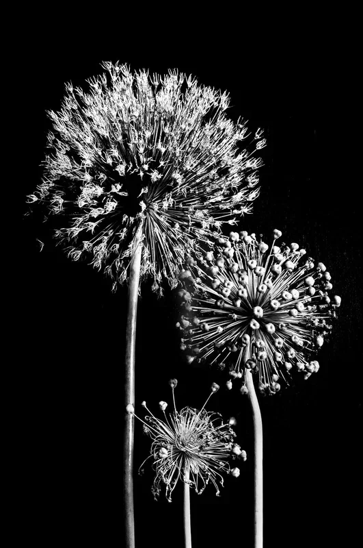 Three Fireworks – Small