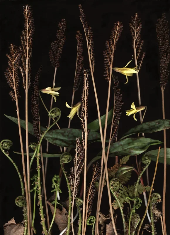 Troutlily Diorama – Large
